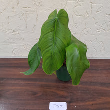 Load image into Gallery viewer, #D57 Philodendron Sharoniae