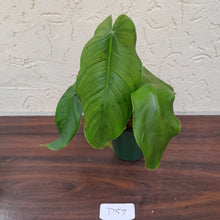 Load image into Gallery viewer, #D57 Philodendron Sharoniae