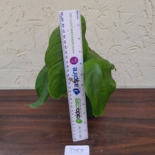 Load image into Gallery viewer, #D57 Philodendron Sharoniae