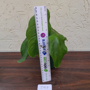 #D57 Philodendron Sharoniae