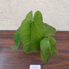 Load image into Gallery viewer, #D57 Philodendron Sharoniae