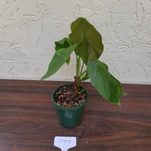 Load image into Gallery viewer, #D57 Philodendron Sharoniae