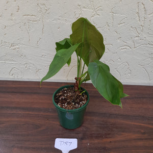 #D57 Philodendron Sharoniae