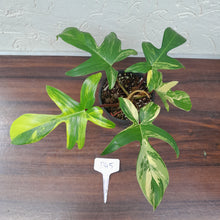 Load image into Gallery viewer, #D45 Philodendron Florida Beauty