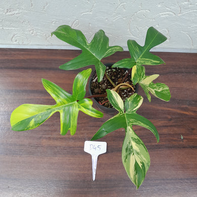 #D45 Philodendron Florida Beauty