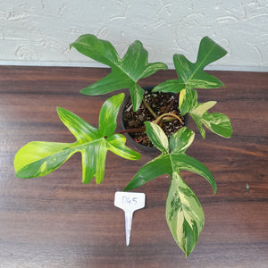 #D45 Philodendron Florida Beauty