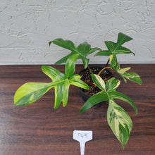 Load image into Gallery viewer, #D45 Philodendron Florida Beauty