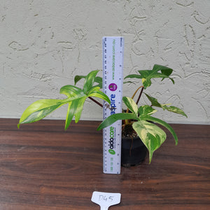 #D45 Philodendron Florida Beauty