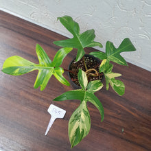 Load image into Gallery viewer, #D45 Philodendron Florida Beauty