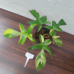 #D45 Philodendron Florida Beauty