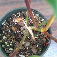 Load image into Gallery viewer, #D45 Philodendron Florida Beauty