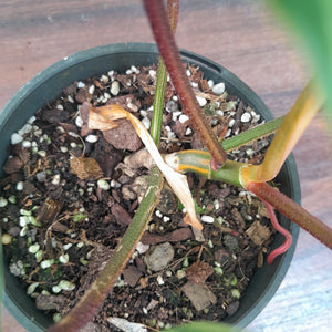 #D45 Philodendron Florida Beauty