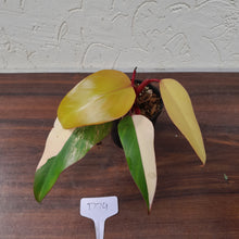 Load image into Gallery viewer, #D74 Philodendron Strawberry Shake