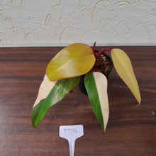 Load image into Gallery viewer, #D74 Philodendron Strawberry Shake