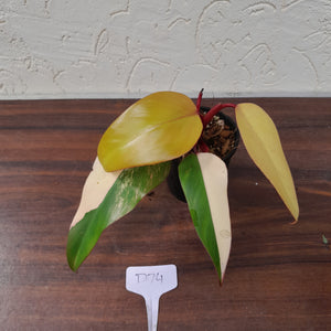 #D74 Philodendron Strawberry Shake