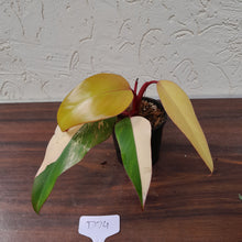 Load image into Gallery viewer, #D74 Philodendron Strawberry Shake