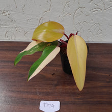 Load image into Gallery viewer, #D74 Philodendron Strawberry Shake