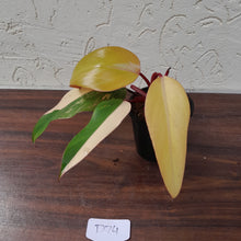 Load image into Gallery viewer, #D74 Philodendron Strawberry Shake