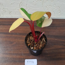 Load image into Gallery viewer, #D74 Philodendron Strawberry Shake