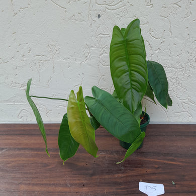 #D5 Philodendron Sharoniae