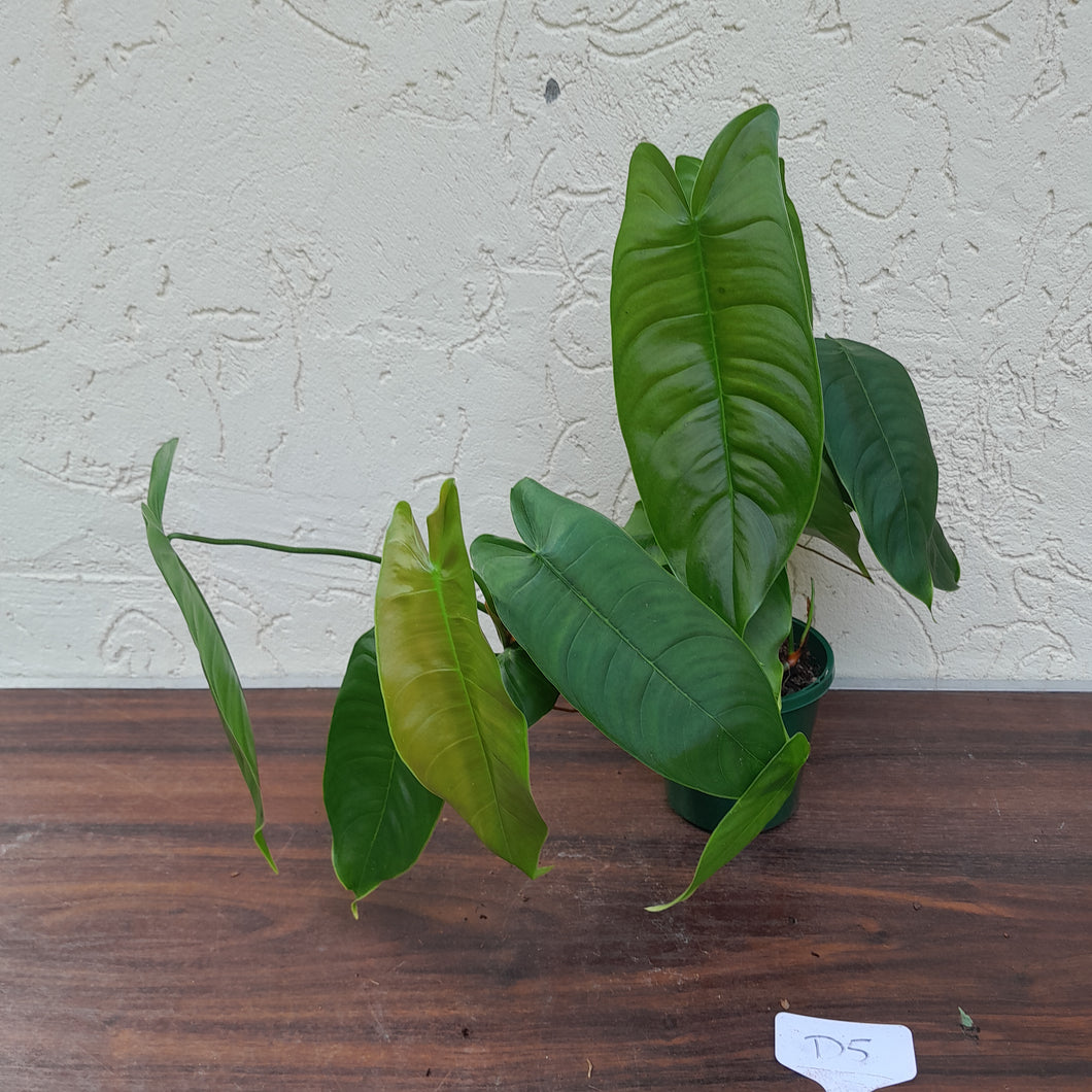 #D5 Philodendron Sharoniae
