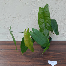 Load image into Gallery viewer, #D5 Philodendron Sharoniae