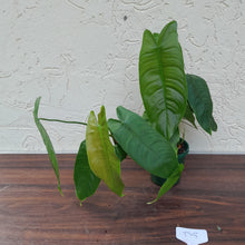 Load image into Gallery viewer, #D5 Philodendron Sharoniae