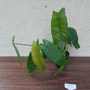 #D5 Philodendron Sharoniae