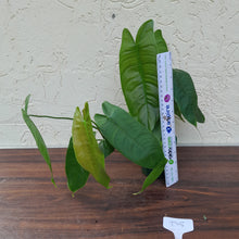 Load image into Gallery viewer, #D5 Philodendron Sharoniae
