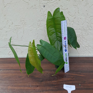 #D5 Philodendron Sharoniae
