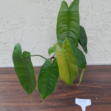 Load image into Gallery viewer, #D5 Philodendron Sharoniae