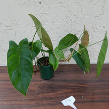 Load image into Gallery viewer, #D5 Philodendron Sharoniae