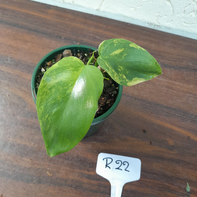#R22 Variegated Philodendron Bipennifolium