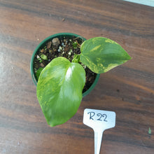 Load image into Gallery viewer, #R22 Variegated Philodendron Bipennifolium