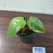 Load image into Gallery viewer, #R22 Variegated Philodendron Bipennifolium