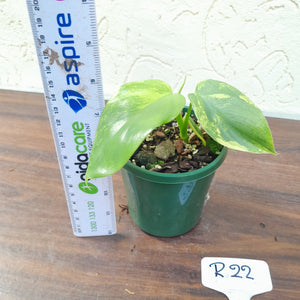 #R22 Variegated Philodendron Bipennifolium
