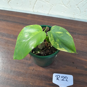 #R22 Variegated Philodendron Bipennifolium