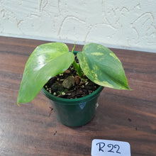 Load image into Gallery viewer, #R22 Variegated Philodendron Bipennifolium