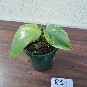 #R22 Variegated Philodendron Bipennifolium