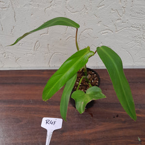 #R41 Philodendron Bernardopazii