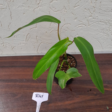 #R41 Philodendron Bernardopazii