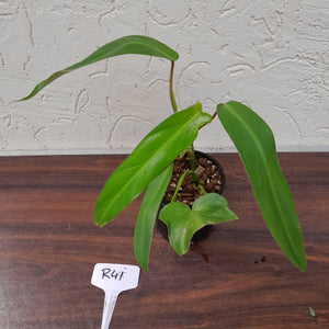 #R41 Philodendron Bernardopazii