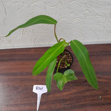 Load image into Gallery viewer, #R41 Philodendron Bernardopazii