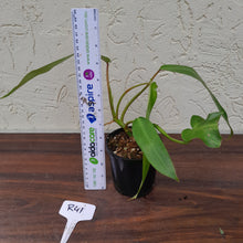 Load image into Gallery viewer, #R41 Philodendron Bernardopazii