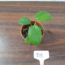 Load image into Gallery viewer, #D8 Philodendron Rugosum