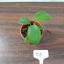 Load image into Gallery viewer, #D8 Philodendron Rugosum