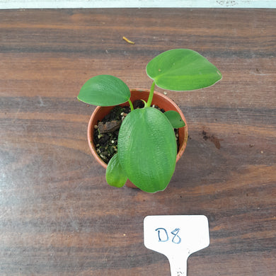 #D8 Philodendron Rugosum