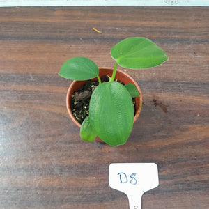 #D8 Philodendron Rugosum