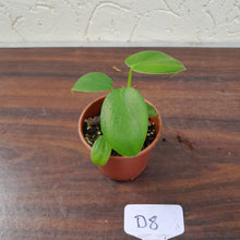 Load image into Gallery viewer, #D8 Philodendron Rugosum