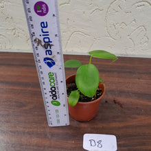 Load image into Gallery viewer, #D8 Philodendron Rugosum